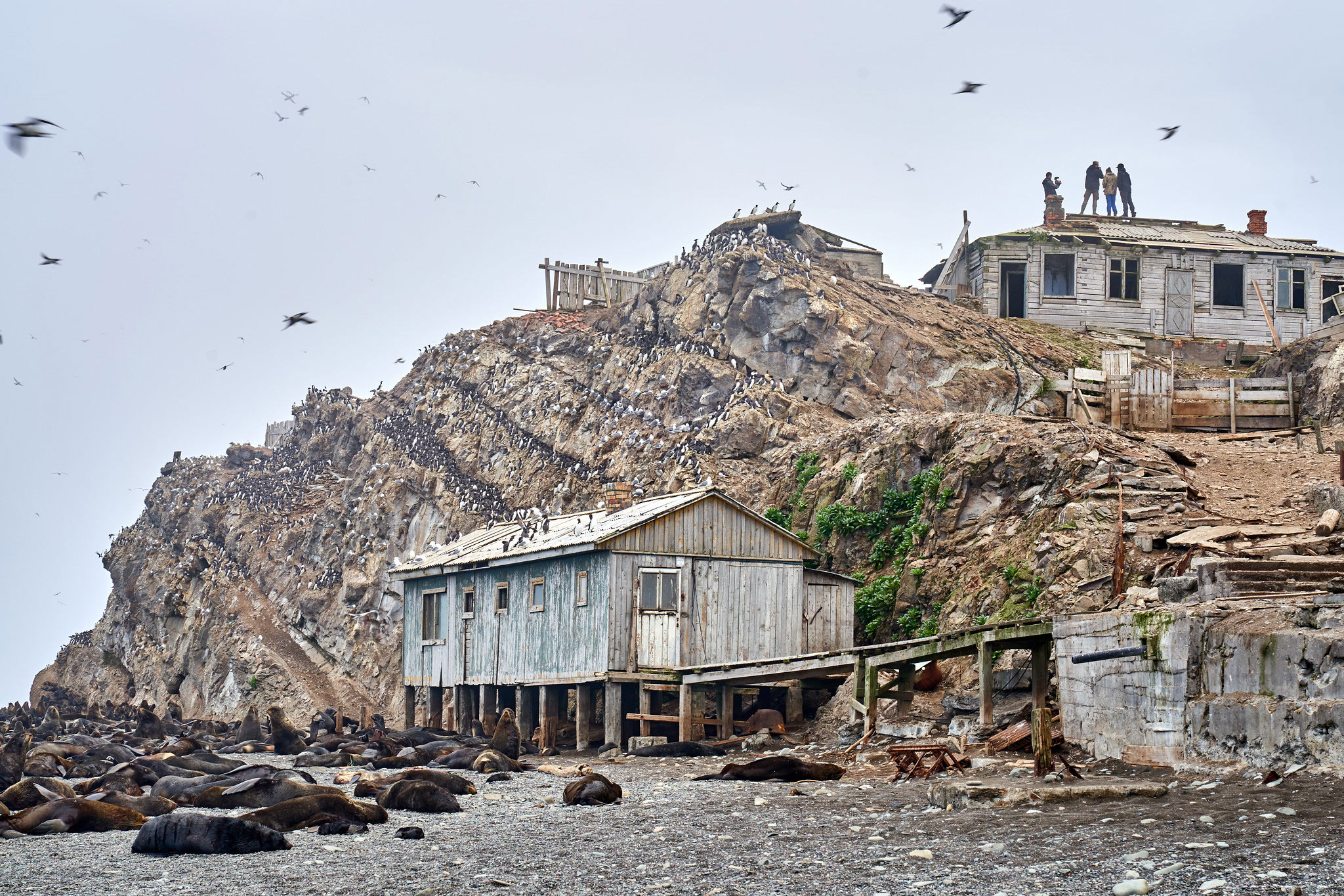 Tyuleniy Island, Сахалин (Остров Тюлений, Сахалин)